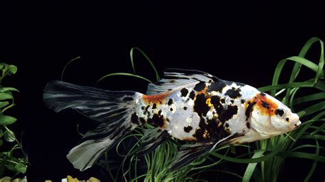 shobun fish|Shubunkin Goldfish Care: Diet, Breeding, Tank Size, Health, And .